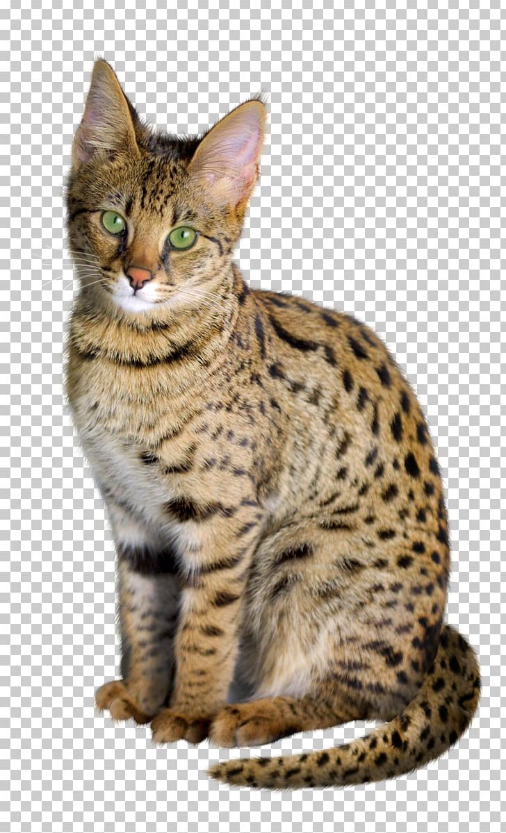 Savannah Cat Bengal Cat Kitten Chausie Exotic Shorthair PNG, Clipart, Animal, Animals, Carnivoran, Cat Like Mammal, Dragon Li Free PNG Download