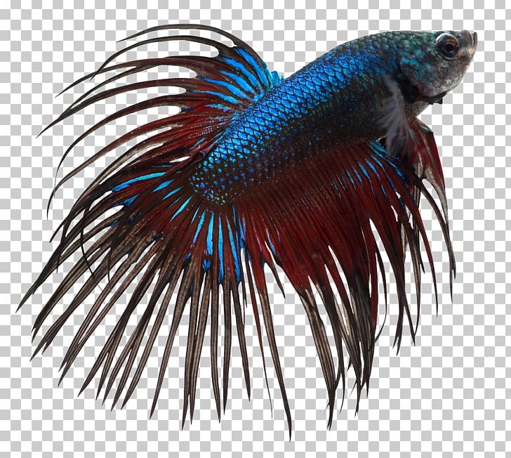 Siamese Fighting Fish Aquarium Fishkeeping Discus PNG, Clipart, Animal, Animals, Aquarium, Betta, Betta Splendens Free PNG Download