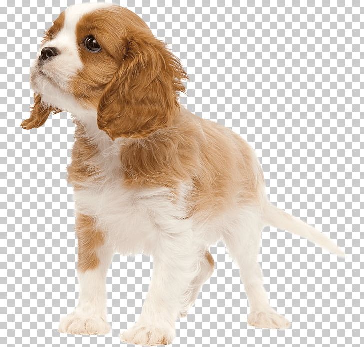 Welsh Springer Spaniel Cavalier King Charles Spaniel Puppy Dog Breed PNG, Clipart, Animals, Breed, Carnivoran, Cavalier King Charles, Cavalier King Charles Spaniel Free PNG Download