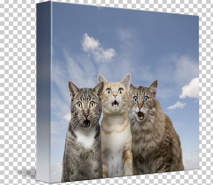 Whiskers Kitten Tabby Cat Wildcat PNG, Clipart, Animals, Baidu Wangpan, Bobcat, Carnivoran, Cat Free PNG Download