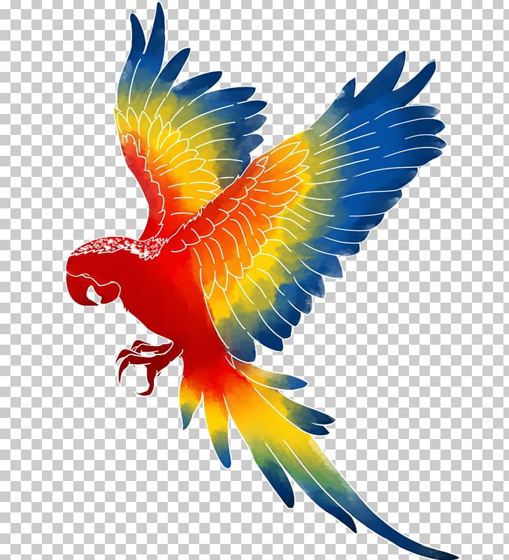 Hyacinth Macaw Catalina Macaw