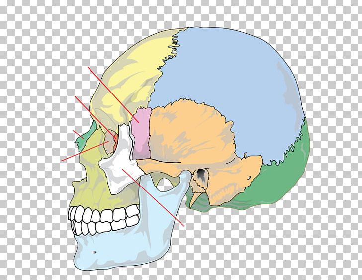 Skull Palatine Bone Anatomy Human Skeleton PNG, Clipart, Anatomy, Bone, Ethmoid Bone, Facial Skeleton, Fantasy Free PNG Download