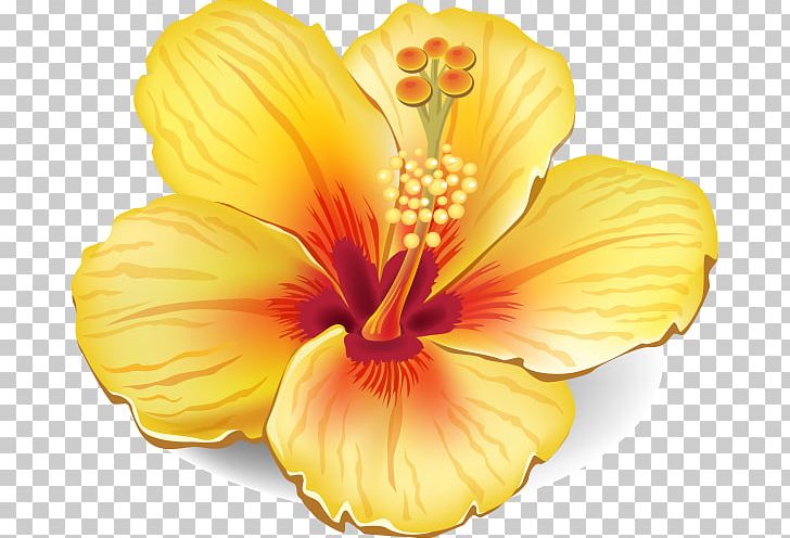 Flower Stock Photography PNG, Clipart, Chinese Hibiscus, Flower, Flower Clipart, Flowering Plant, Hawaiian Hibiscus Free PNG Download