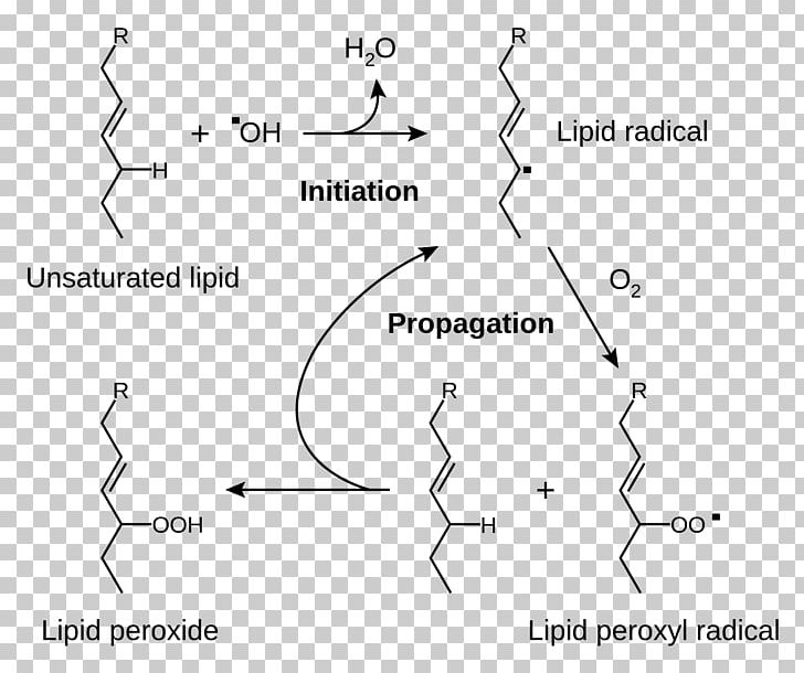 Lipid Peroxidation Rancidification Redox Cell PNG, Clipart, Angle, Area, Beta Oxidation, Black And White, Brown Free PNG Download