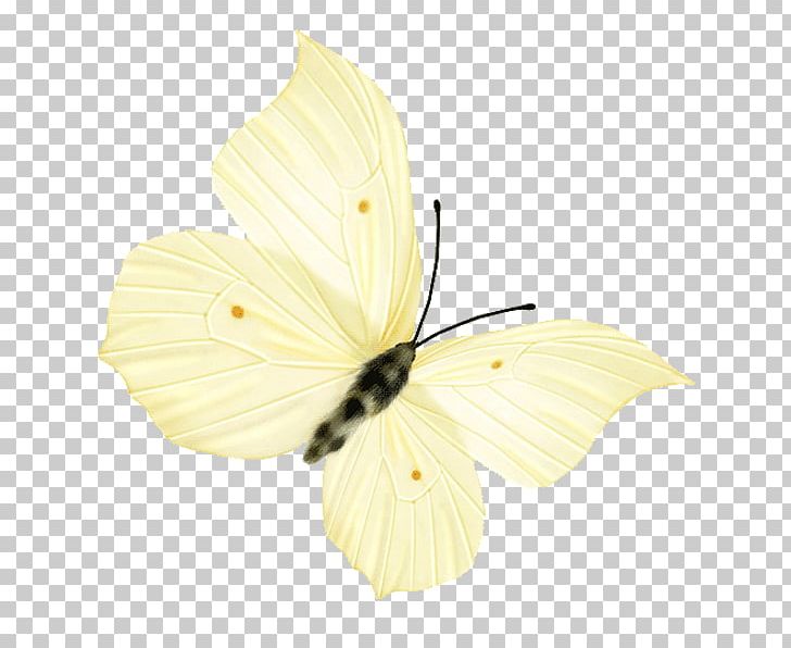 Nymphalidae Butterfly Insect Pieridae PNG, Clipart, Blue Butterfly, Brush Footed Butterfly, Butterflies, Butterfly Group, Butterfly Wings Free PNG Download