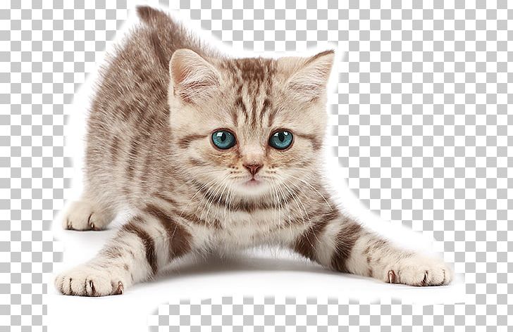 American Bobtail Kitten Abyssinian Japanese Bobtail Dog PNG, Clipart, Animal, Animals, Carnivoran, Cat Like Mammal, Cuteness Free PNG Download
