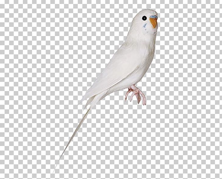 Budgerigar Parrot Lovebird Cockatiel PNG, Clipart, American Sparrows, Animal, Animals, Beak, Bird Free PNG Download