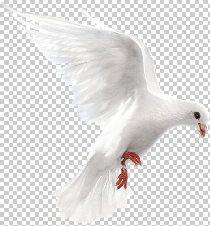 Columbidae Homing Pigeon Bird Release Dove Doves As Symbols PNG, Clipart, Animals, Beak, Bird, Bird Flight, Cage Free PNG Download