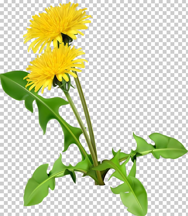 Common Dandelion Dandelion Coffee Flower Seed PNG, Clipart, Annual Plant, Balloon Cartoon, Branch, Cartoon Character, Cartoon Eyes Free PNG Download