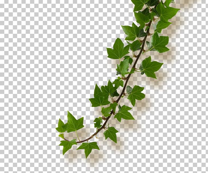 Common Ivy Histoires Naturelles Flower Plant Stem Paper PNG, Clipart, Adhesive, Branch, Common Ivy, Florist, Flower Free PNG Download
