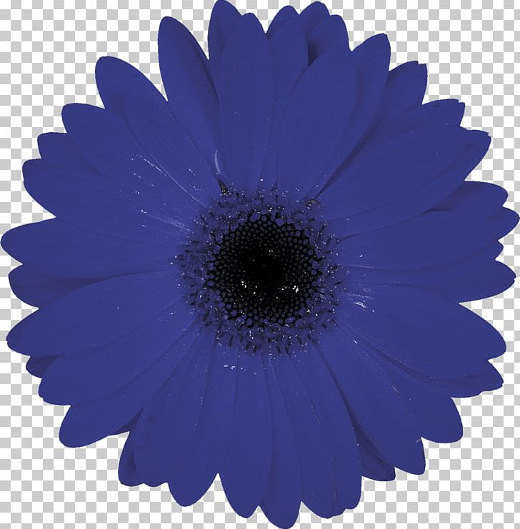 Computer Icons Symbol Flower PNG, Clipart, Aster, Blue, Chrysanths, Cobalt Blue, Color Free PNG Download