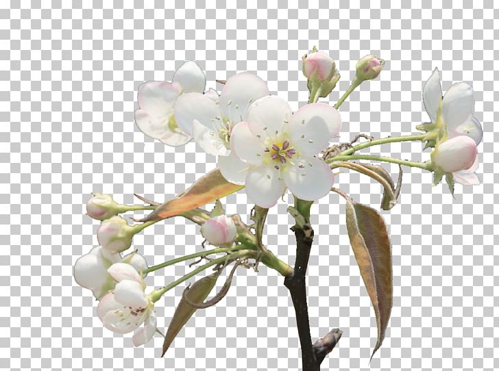 Floral Design Spring Cut Flowers Cherry Blossom PNG, Clipart, Blossom, Branch, Branches, Cherry, Cherry Blossom Free PNG Download