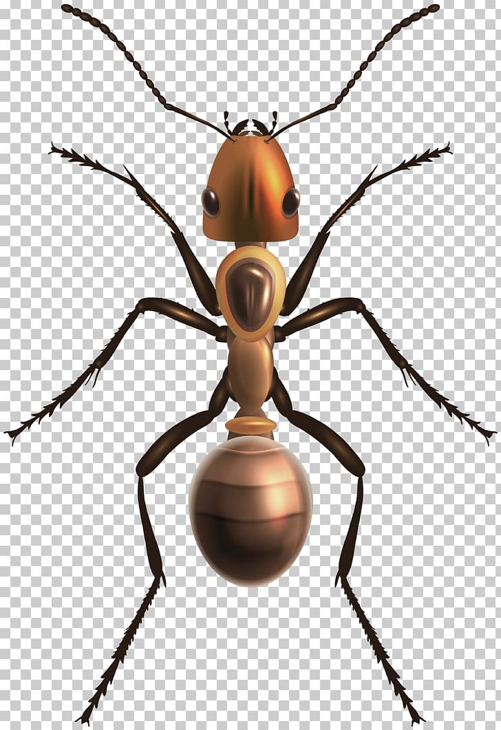 Insect Bee Ant PNG, Clipart, Animals, Ant, Ants, Arthropod, Bee Free PNG Download