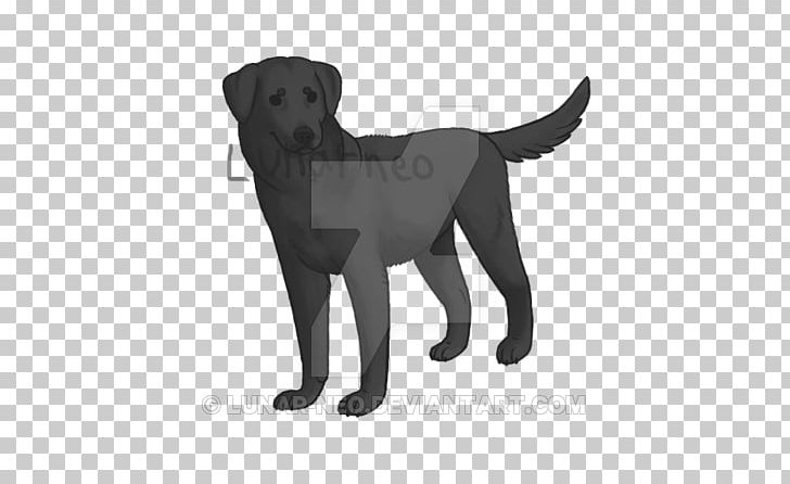 Labrador Retriever Flat-Coated Retriever Puppy Dog Breed Companion Dog PNG, Clipart, Black, Black And White, Black Lab, Carnivoran, Coat Free PNG Download