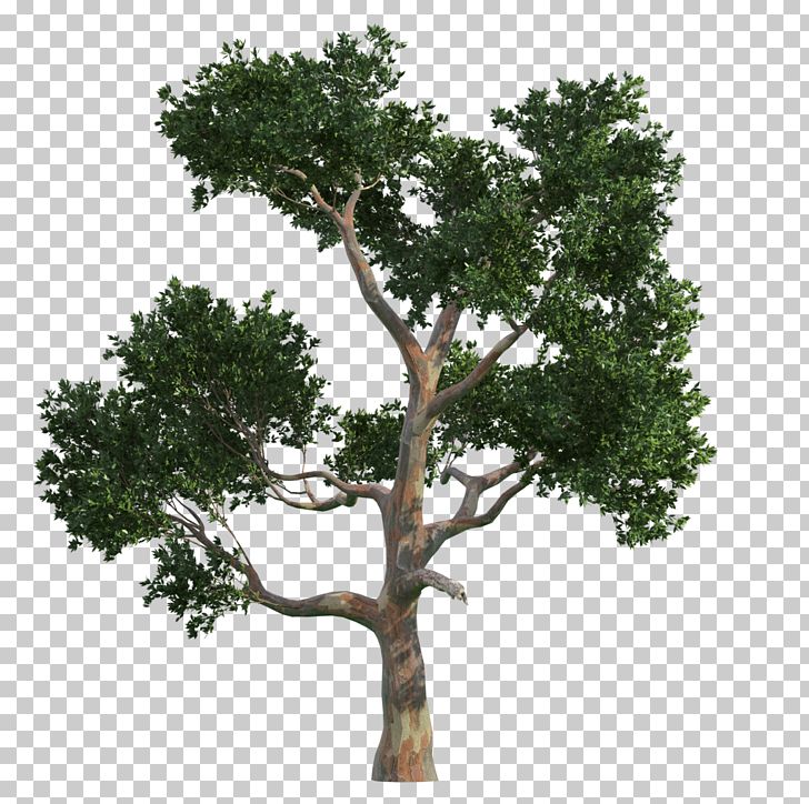 Tree Gratis Vecteur PNG, Clipart, Autumn Tree, Branch, Christmas Tree, Download, Euclidean Vector Free PNG Download