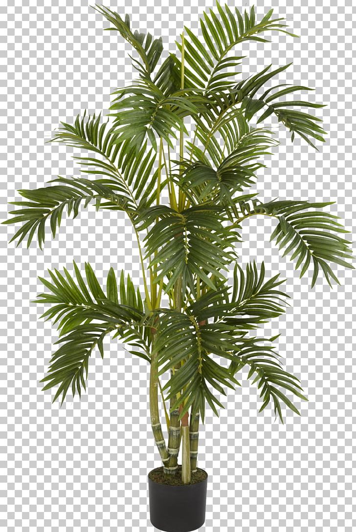 Albizia Julibrissin Weeping Fig Arecaceae Areca Palm Tree PNG, Clipart ...