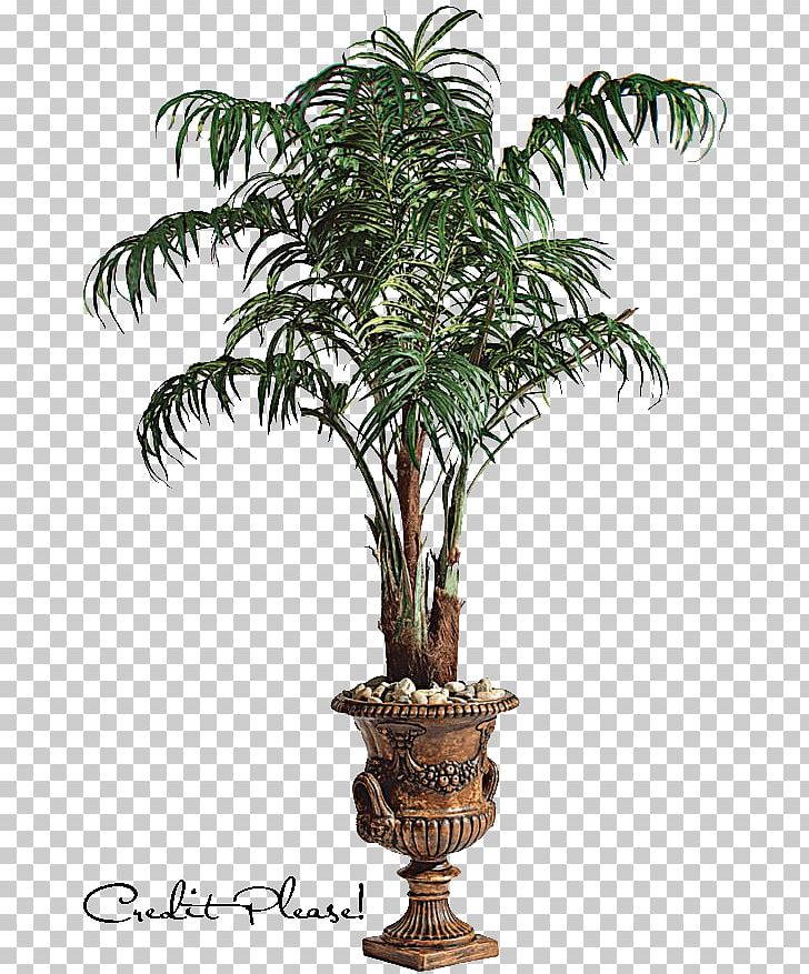 Arecaceae Tree PNG, Clipart, Arecaceae, Arecales, Coconut, Date Palm, Evergreen Free PNG Download