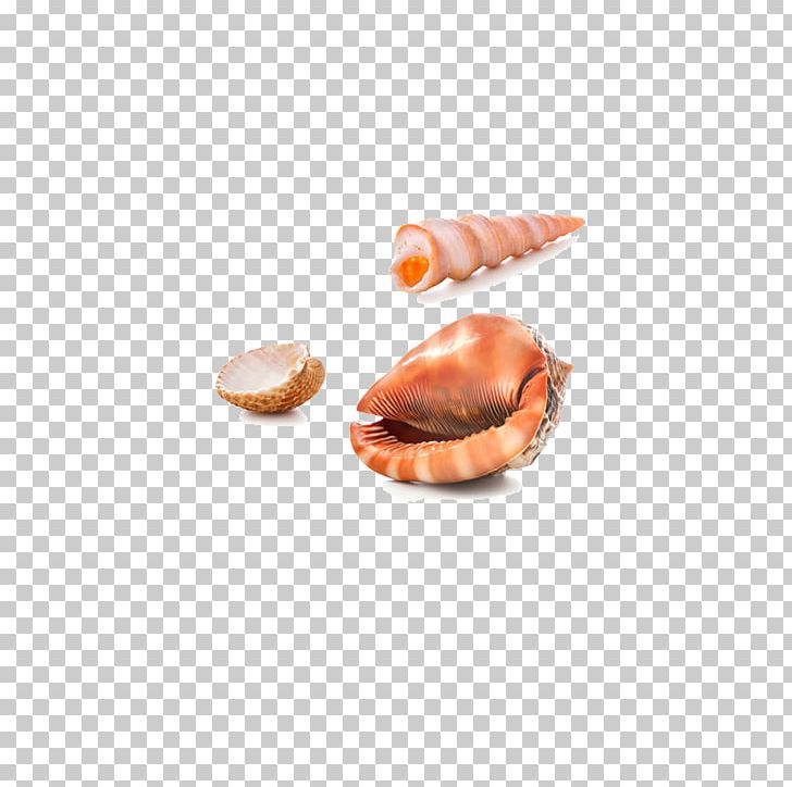 Bivalvia Seashell Stock Photography Nautilidae PNG, Clipart, Animal Source Foods, Biological, Bivalvia, Color, Conch Free PNG Download