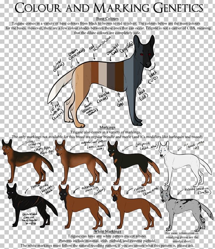 Dog Breed Malinois Dog German Shepherd Belgian Shepherd Non-sporting Group PNG, Clipart, Animal, Area, Carnivoran, Cat Like Mammal, Color Free PNG Download