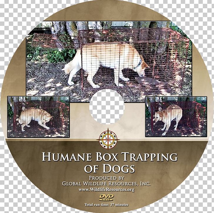 Dog Training Animal DVD .com PNG, Clipart, Animal, Animals, Com, Dog, Dog Training Free PNG Download