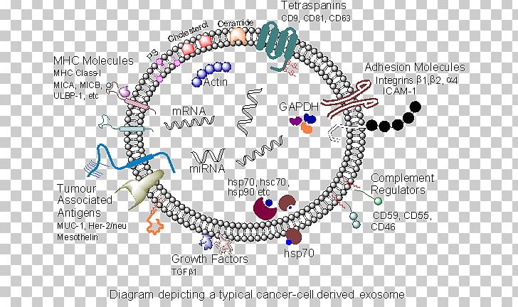 Exosome Cancer Research UK Transforming Growth Factor Beta Prostate Cancer PNG, Clipart, Area, Art, Body Jewelry, Cancer, Cancer Cell Free PNG Download