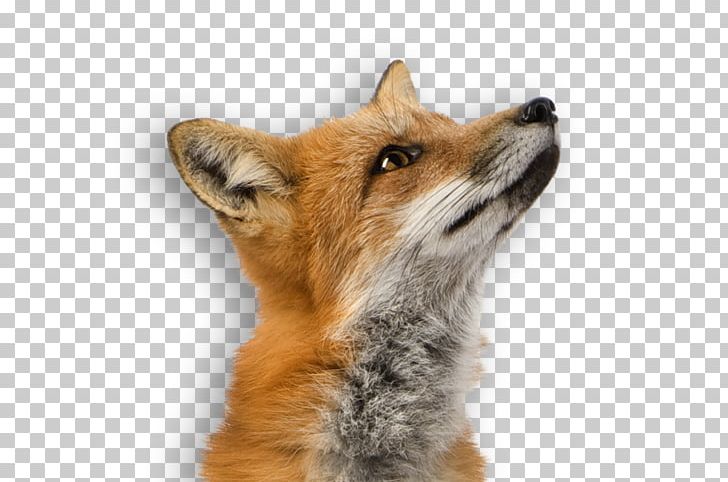 Red Fox PNG, Clipart, Animals, Arctic Fox, Carnivoran, Coyote, Desktop Wallpaper Free PNG Download