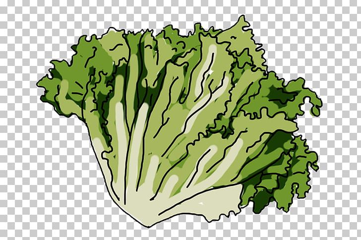 Spring Greens Lettuce Collard Greens Leaf Vegetable Png Clipart Blog Brazilian Identity Card Coffee Collard Greens