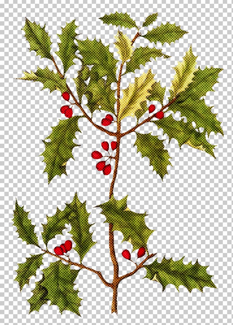 Christmas Holly Ilex Holly PNG, Clipart, Black Maple, Branch, Chinese Hawthorn, Christmas, Christmas Holly Free PNG Download