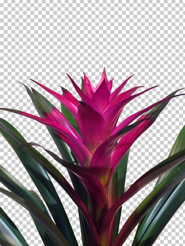 Bromelia Succulent Plant Guzmania Tillandsia PNG, Clipart, Aechmea Fasciata, Bird Of Paradise Flower, Bromelia, Bromeliaceae, Bromeliads Free PNG Download