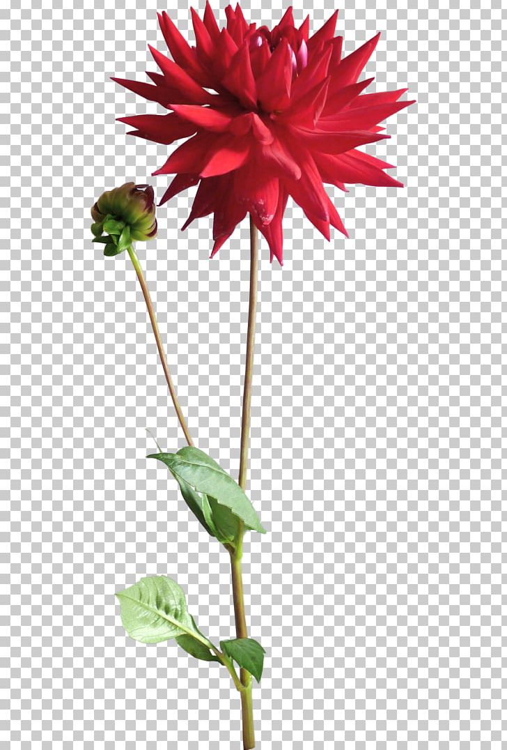 Dahlia Flower Bit PNG, Clipart, Bit, Dahlia, Daisy Family, Encapsulated Postscript, Flora Free PNG Download