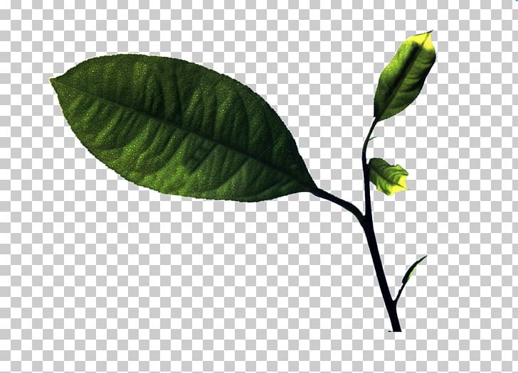 Lemon Leaf Twig PNG, Clipart, Autumn Leaves, Banana Leaves, Branch, Branches, Citrus Free PNG Download