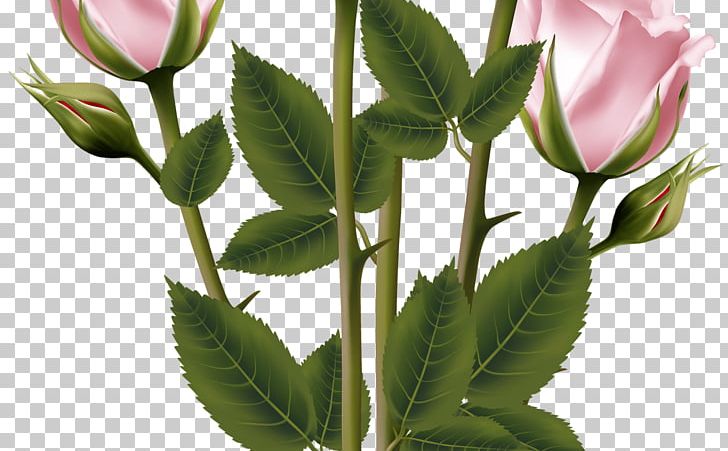 Rose Flower Bouquet PNG, Clipart, Bud, Flower, Flower Bouquet, Flowering Plant, Flowerpot Free PNG Download
