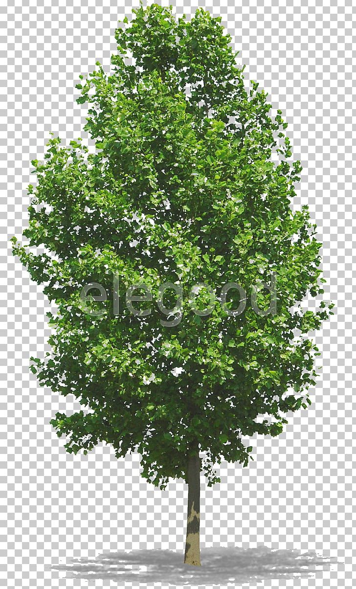 Tree Woody Plant Photography PNG, Clipart, Branch, Evergreen, Flower, Flower Tree, Giant Sequoia Free PNG Download