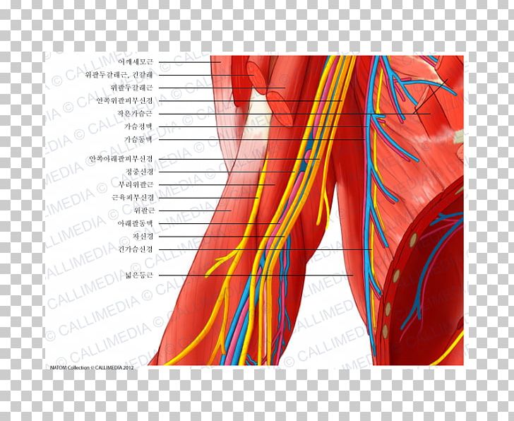 Elbow Ulnar Nerve Blood Vessel Nervous System PNG, Clipart, Anatomy, Angle, Arm, Blood, Blood Vessel Free PNG Download