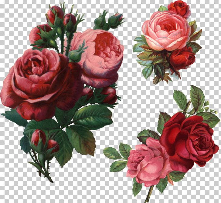Flower Garden Roses Beach Rose PNG, Clipart, Artificial Flower, Beach Rose, Cut Flowers, Drawing, Floral Design Free PNG Download