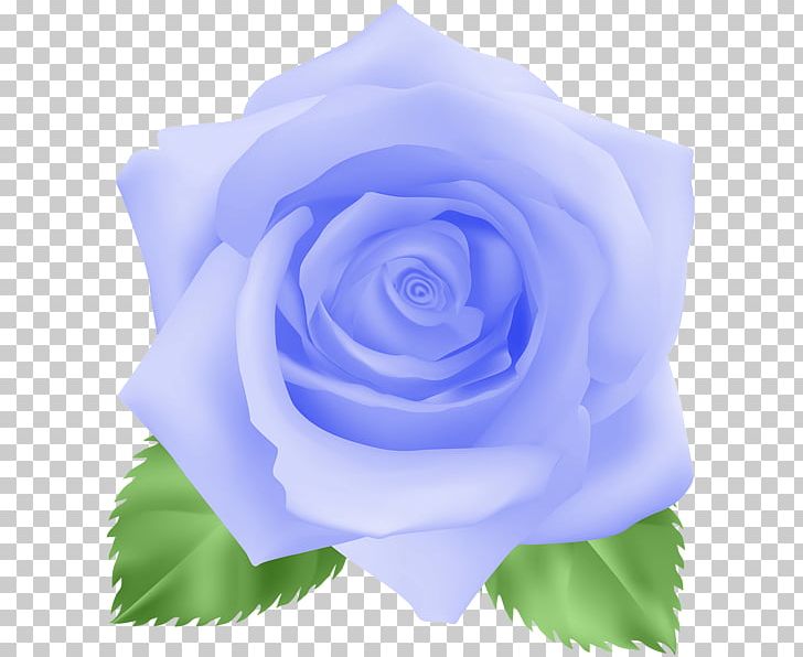 Flower Lavender Centifolia Roses Blue Rose PNG, Clipart, Art, Azure, Blue, Blue Rose, Centifolia Roses Free PNG Download