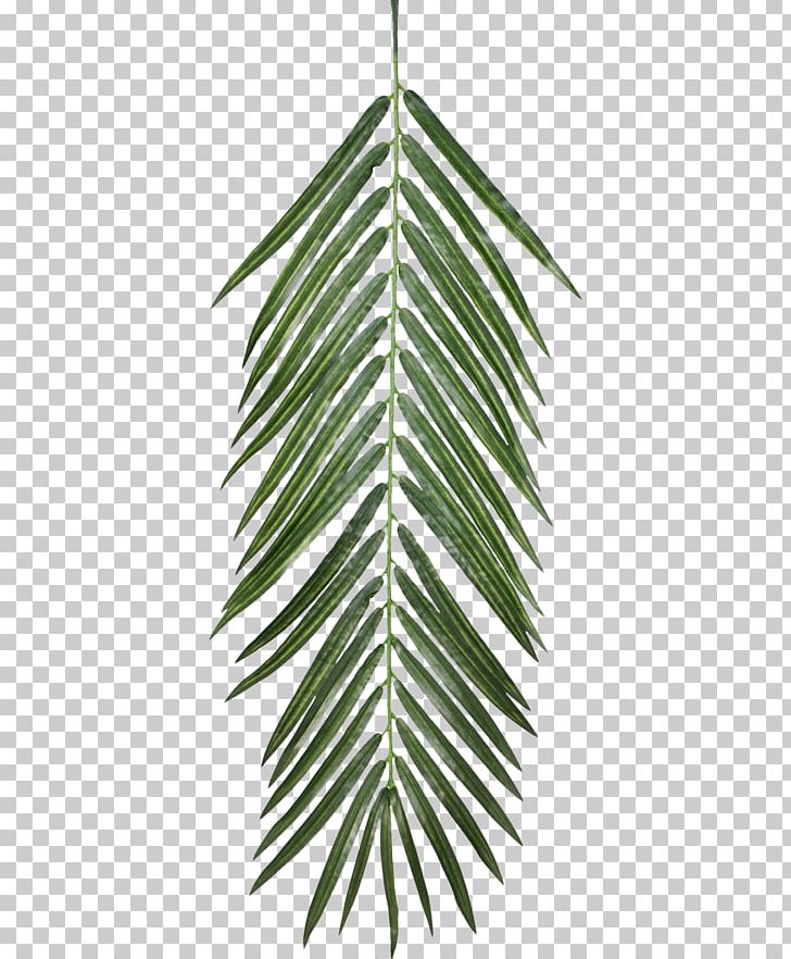 Plant Opacity Texture Mapping Leaf PNG, Clipart, 3d Computer Graphics, Container Garden, Diffuse Reflection, Evergreen, Food Free PNG Download