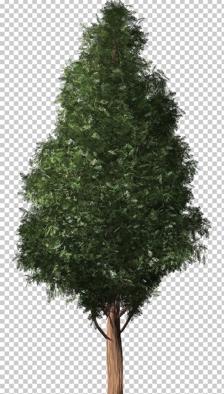 Tree Cedar Austrocedrus Conifers Woody Plant PNG, Clipart, Austrocedrus, Branch, Cedar, Christmas Tree, Conifer Free PNG Download