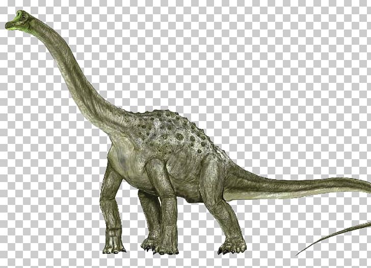 Argentinosaurus Sauroposeidon Brachiosaurus Apatosaurus Pelorosaurus PNG, Clipart, Andesaurus, Animal, Animal Figure, Apatosaurus, Argentinosaurus Free PNG Download