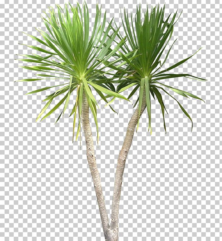 Dracaena Draco Plant Tree Tropics PNG, Clipart, Architectural Rendering, Architecture, Arecales, Borassus Flabellifer, Dracaena Free PNG Download