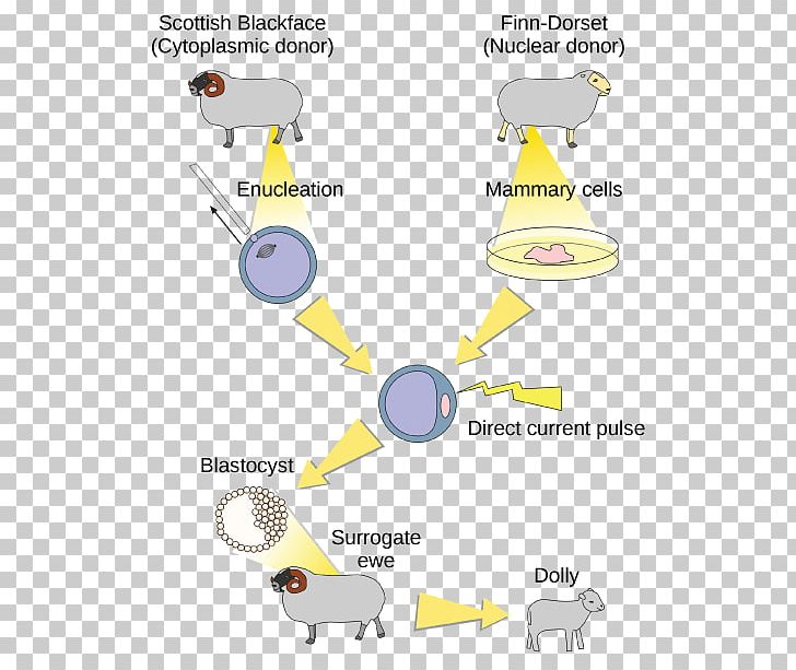 Sheep Dolly Cloning Genetics Science PNG, Clipart, Angle, Area, Biology, Cell, Cloning Free PNG Download