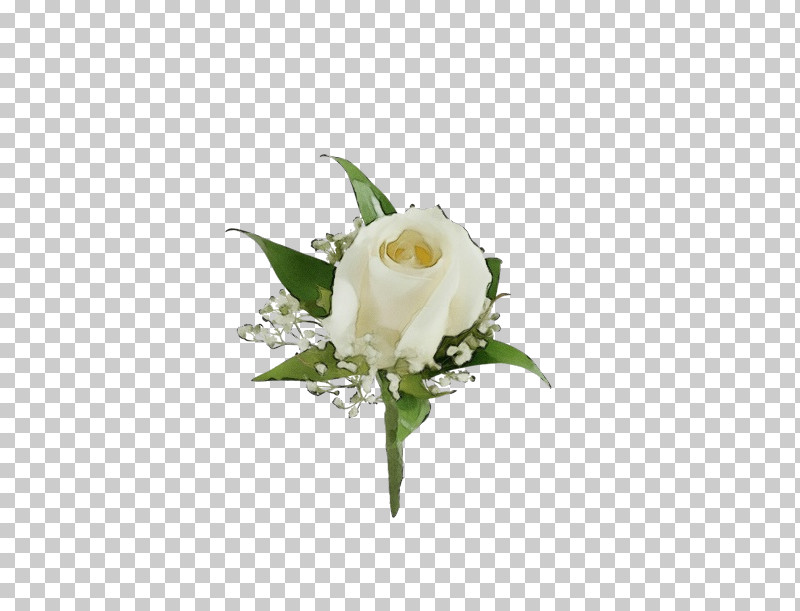 Rose PNG, Clipart, Anthurium, Bouquet, Cut Flowers, Flower, Magnolia Free PNG Download