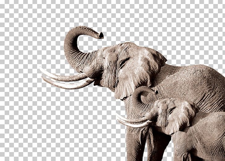 African Elephant Indian Elephant Drawing PNG, Clipart, Animal, Animals, Baby Elephant, Cute Elephant, Drawing Free PNG Download