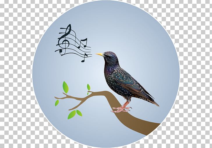 Musical Note Wall Decal Beak Poster PNG, Clipart, Android, Apk, Art, Beak, Bird Free PNG Download