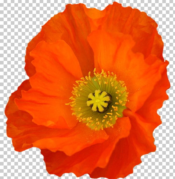 Poppy PNG, Clipart, Annual Plant, California Poppy, Cicek Resimleri, Clip Art, Diary Free PNG Download