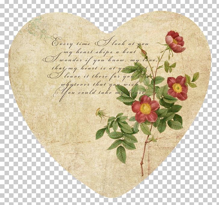 Rose Book Botanical Illustration PNG, Clipart,  Free PNG Download