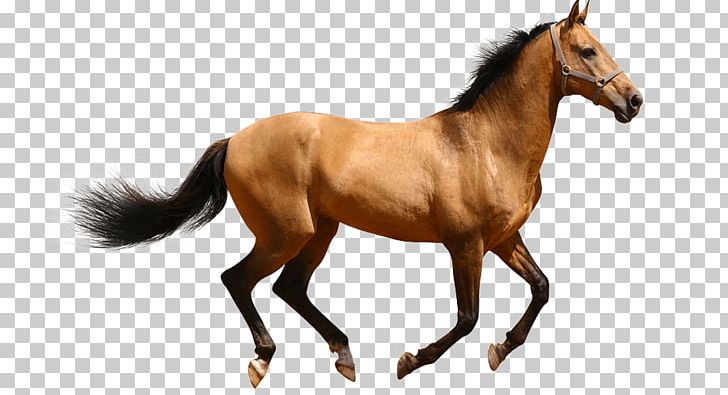 Thoroughbred American Quarter Horse Friesian Horse Colt Stallion PNG, Clipart, American Quarter Horse, Animal, Animal Figure, Black, Bridle Free PNG Download