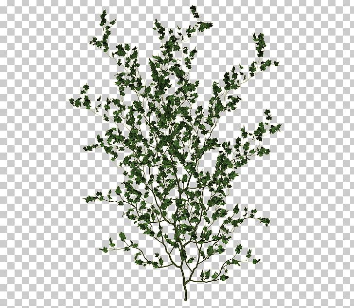 Twig Tree PNG, Clipart, Branch, Flora, Flowering Plant, Ivy Gourd, Leaf Free PNG Download