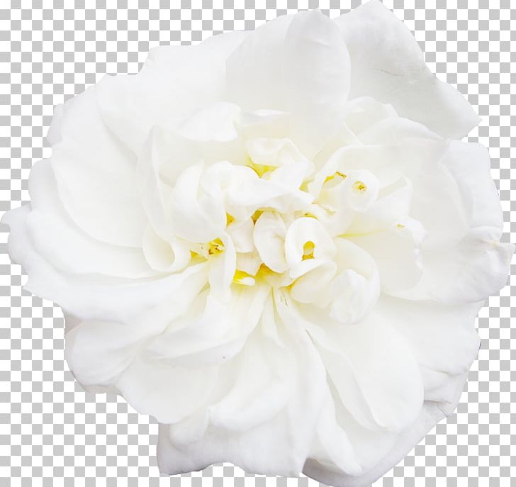 White Flower Peony PNG, Clipart, Cut Flowers, Decoration, Designer, Download, Euclidean Vector Free PNG Download