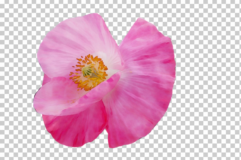 Mallows Herbaceous Plant Plants Mallow The Poppy Family PNG, Clipart, Biology, Herbaceous Plant, Mallow, Mallows, Paint Free PNG Download